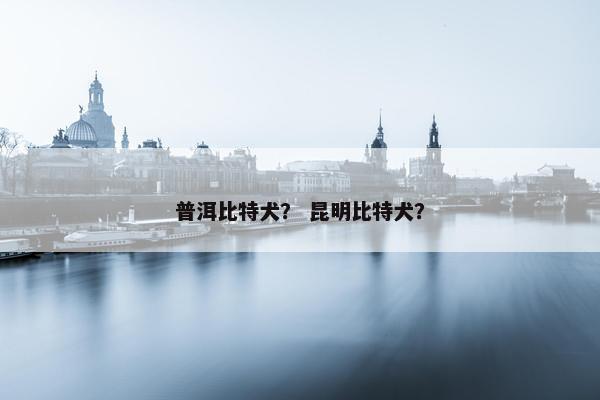 普洱比特犬？ 昆明比特犬？