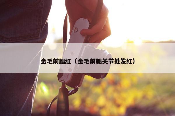 金毛前腿红（金毛前腿关节处发红）
