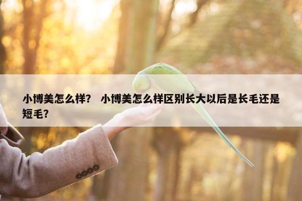 小博美怎么样？ 小博美怎么样区别长大以后是长毛还是短毛？