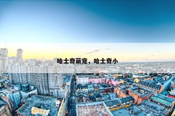 哈士奇萌宠，哈士奇小