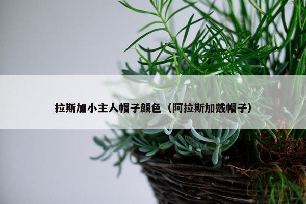 拉斯加小主人帽子颜色（阿拉斯加戴帽子）