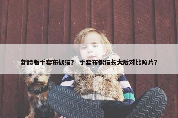 新脸版手套布偶猫？ 手套布偶猫长大后对比照片？