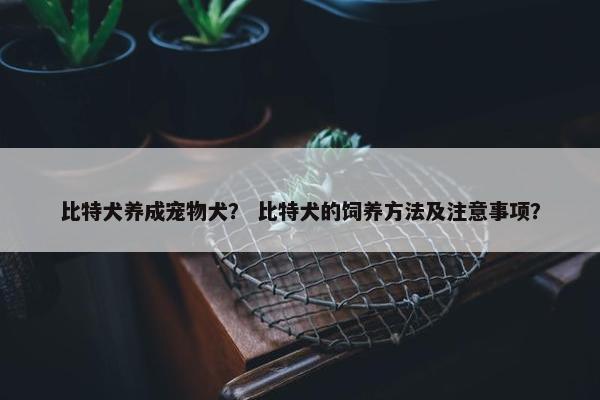 比特犬养成宠物犬？ 比特犬的饲养方法及注意事项？