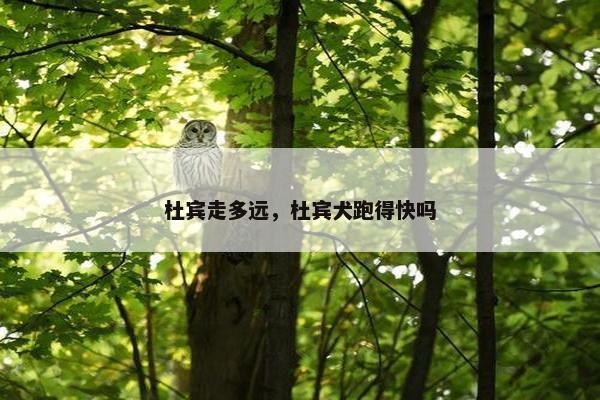 杜宾走多远，杜宾犬跑得快吗