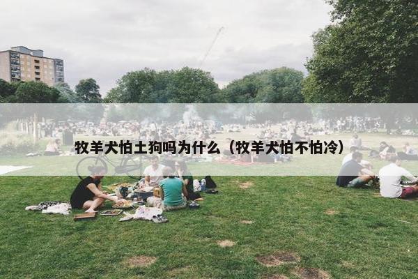 牧羊犬怕土狗吗为什么（牧羊犬怕不怕冷）