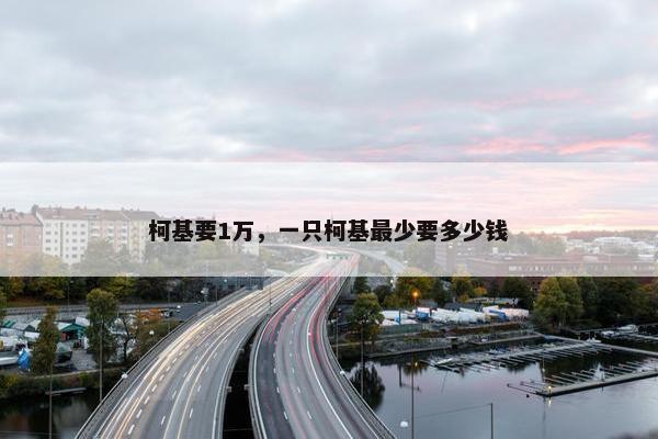 柯基要1万，一只柯基最少要多少钱