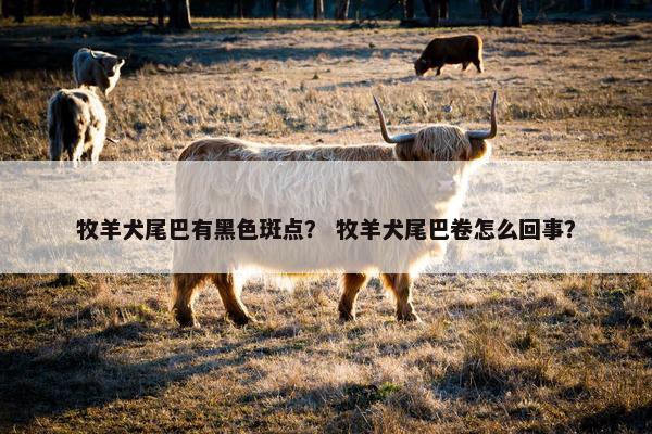 牧羊犬尾巴有黑色斑点？ 牧羊犬尾巴卷怎么回事？