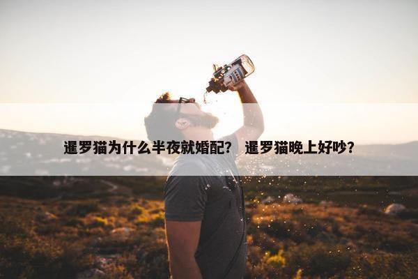 暹罗猫为什么半夜就婚配？ 暹罗猫晚上好吵？