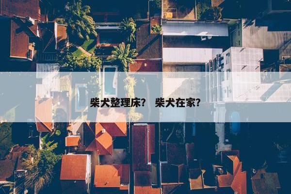 柴犬整理床？ 柴犬在家？