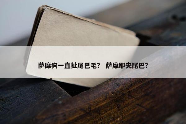 萨摩狗一直扯尾巴毛？ 萨摩耶夹尾巴？