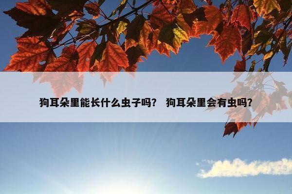 狗耳朵里能长什么虫子吗？ 狗耳朵里会有虫吗？