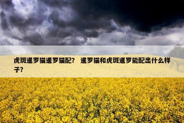 虎斑暹罗猫暹罗猫配？ 暹罗猫和虎斑暹罗能配出什么样子？