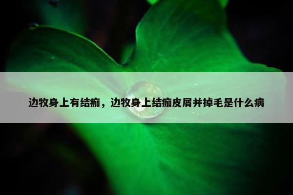 边牧身上有结痂，边牧身上结痂皮屑并掉毛是什么病