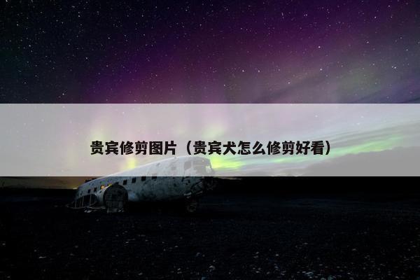 贵宾修剪图片（贵宾犬怎么修剪好看）
