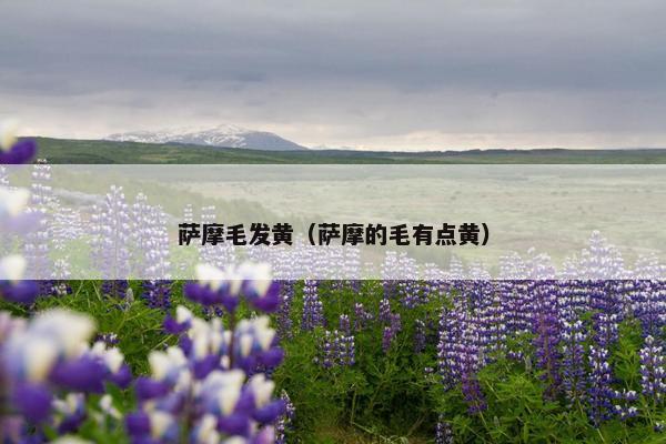 萨摩毛发黄（萨摩的毛有点黄）