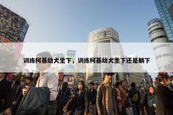 训练柯基幼犬坐下，训练柯基幼犬坐下还是躺下