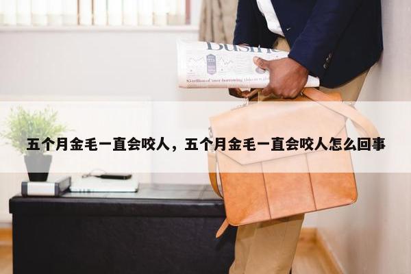 五个月金毛一直会咬人，五个月金毛一直会咬人怎么回事