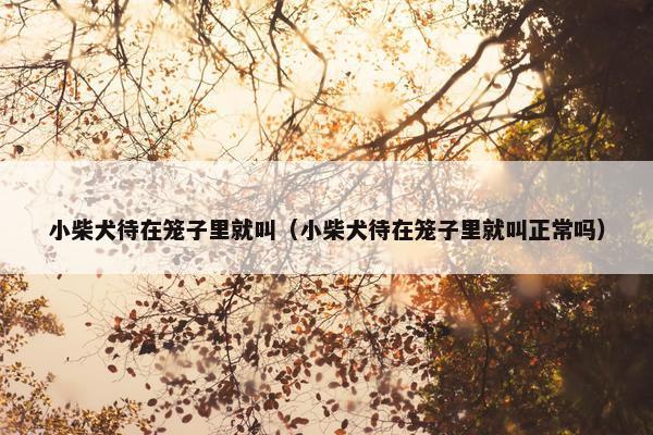 小柴犬待在笼子里就叫（小柴犬待在笼子里就叫正常吗）
