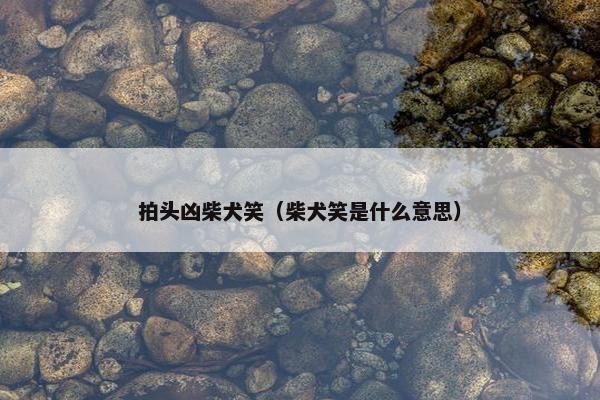 拍头凶柴犬笑（柴犬笑是什么意思）