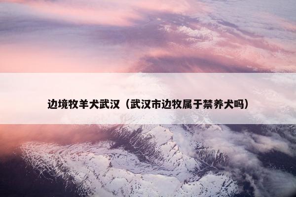 边境牧羊犬武汉（武汉市边牧属于禁养犬吗）