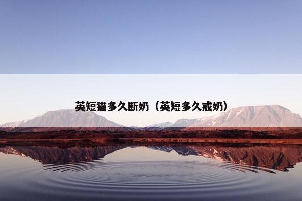 英短猫多久断奶（英短多久戒奶）
