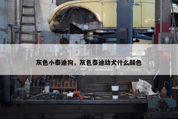 灰色小泰迪狗，灰色泰迪幼犬什么颜色