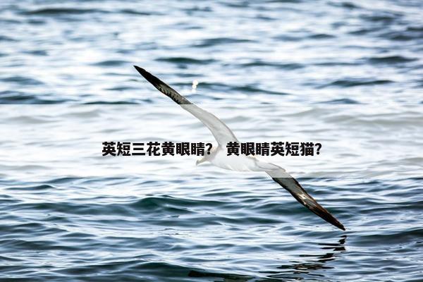 英短三花黄眼睛？ 黄眼睛英短猫？