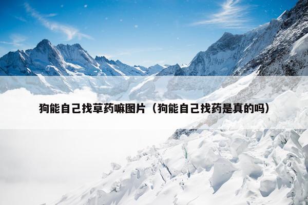 狗能自己找草药嘛图片（狗能自己找药是真的吗）