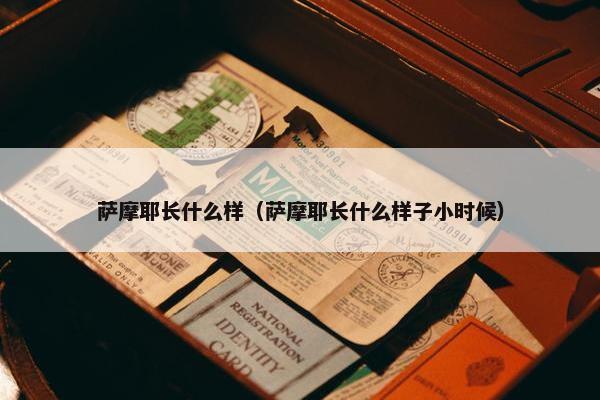萨摩耶长什么样（萨摩耶长什么样子小时候）