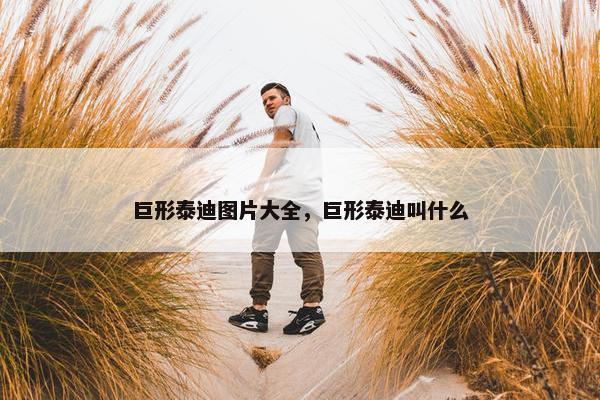 巨形泰迪图片大全，巨形泰迪叫什么