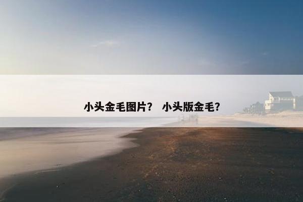 小头金毛图片？ 小头版金毛？