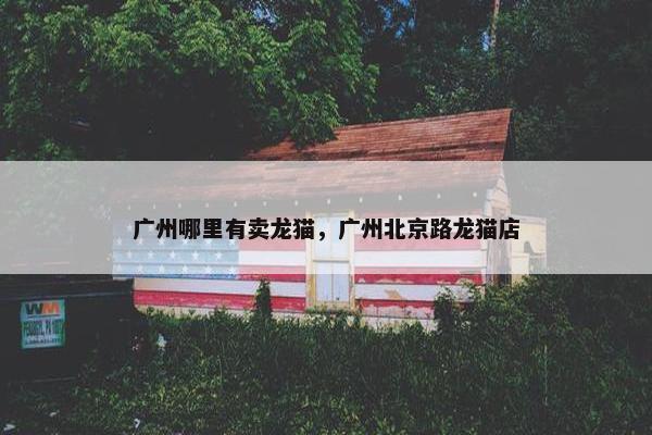 广州哪里有卖龙猫，广州北京路龙猫店