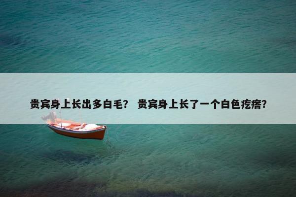 贵宾身上长出多白毛？ 贵宾身上长了一个白色疙瘩？
