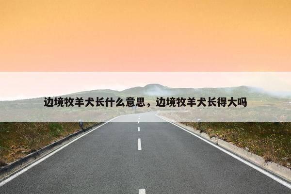 边境牧羊犬长什么意思，边境牧羊犬长得大吗