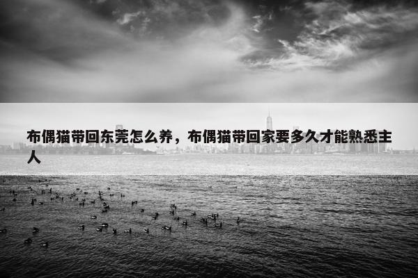 布偶猫带回东莞怎么养，布偶猫带回家要多久才能熟悉主人