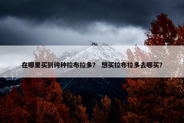 在哪里买到纯种拉布拉多？ 想买拉布拉多去哪买？