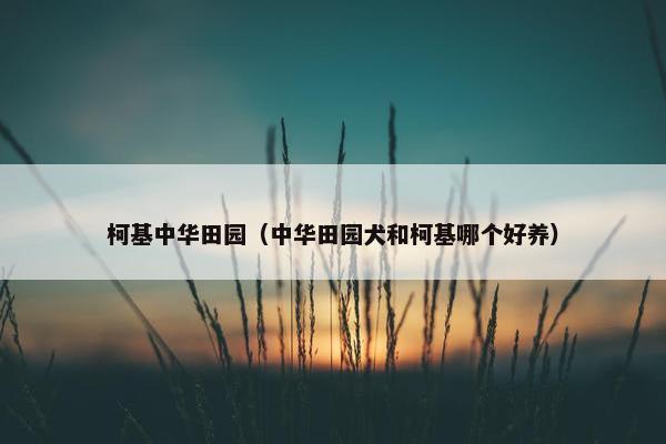 柯基中华田园（中华田园犬和柯基哪个好养）