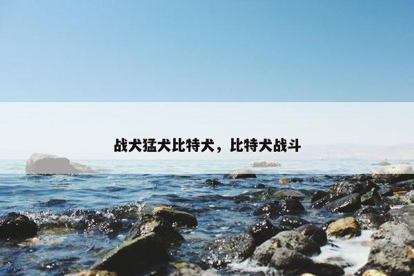 战犬猛犬比特犬，比特犬战斗
