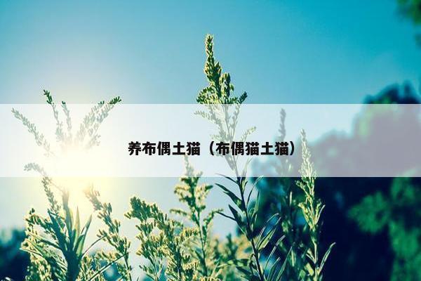 养布偶土猫（布偶猫土猫）