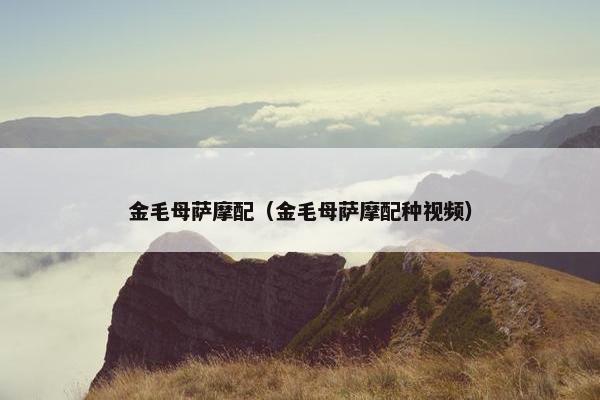 金毛母萨摩配（金毛母萨摩配种视频）