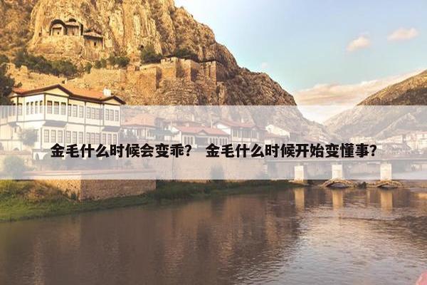 金毛什么时候会变乖？ 金毛什么时候开始变懂事？