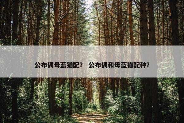 公布偶母蓝猫配？ 公布偶和母蓝猫配种？