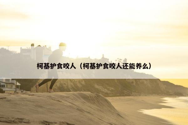 柯基护食咬人（柯基护食咬人还能养么）