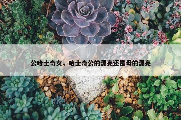公哈士奇女，哈士奇公的漂亮还是母的漂亮
