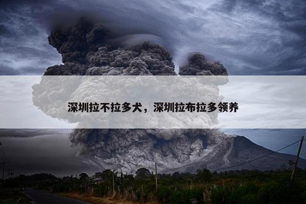 深圳拉不拉多犬，深圳拉布拉多领养