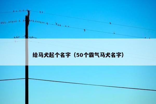 给马犬起个名字（50个霸气马犬名字）