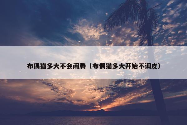 布偶猫多大不会闹腾（布偶猫多大开始不调皮）