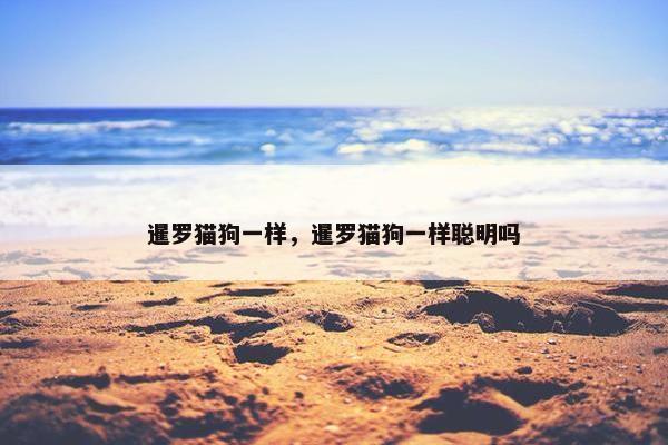 暹罗猫狗一样，暹罗猫狗一样聪明吗