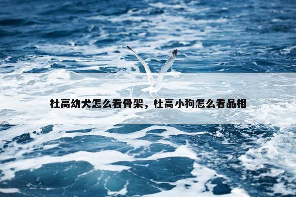 杜高幼犬怎么看骨架，杜高小狗怎么看品相