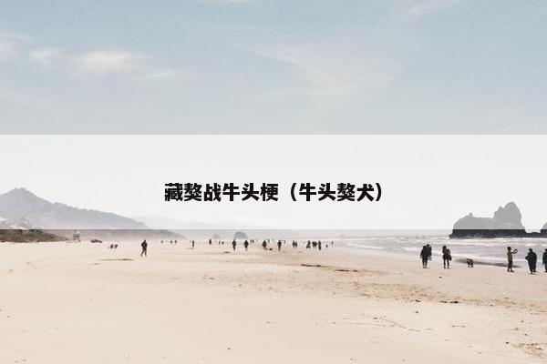 藏獒战牛头梗（牛头獒犬）